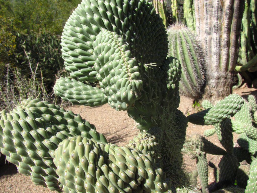 desert botanical garden7 Desert Botanical Garden at Papago Park, Phoenix