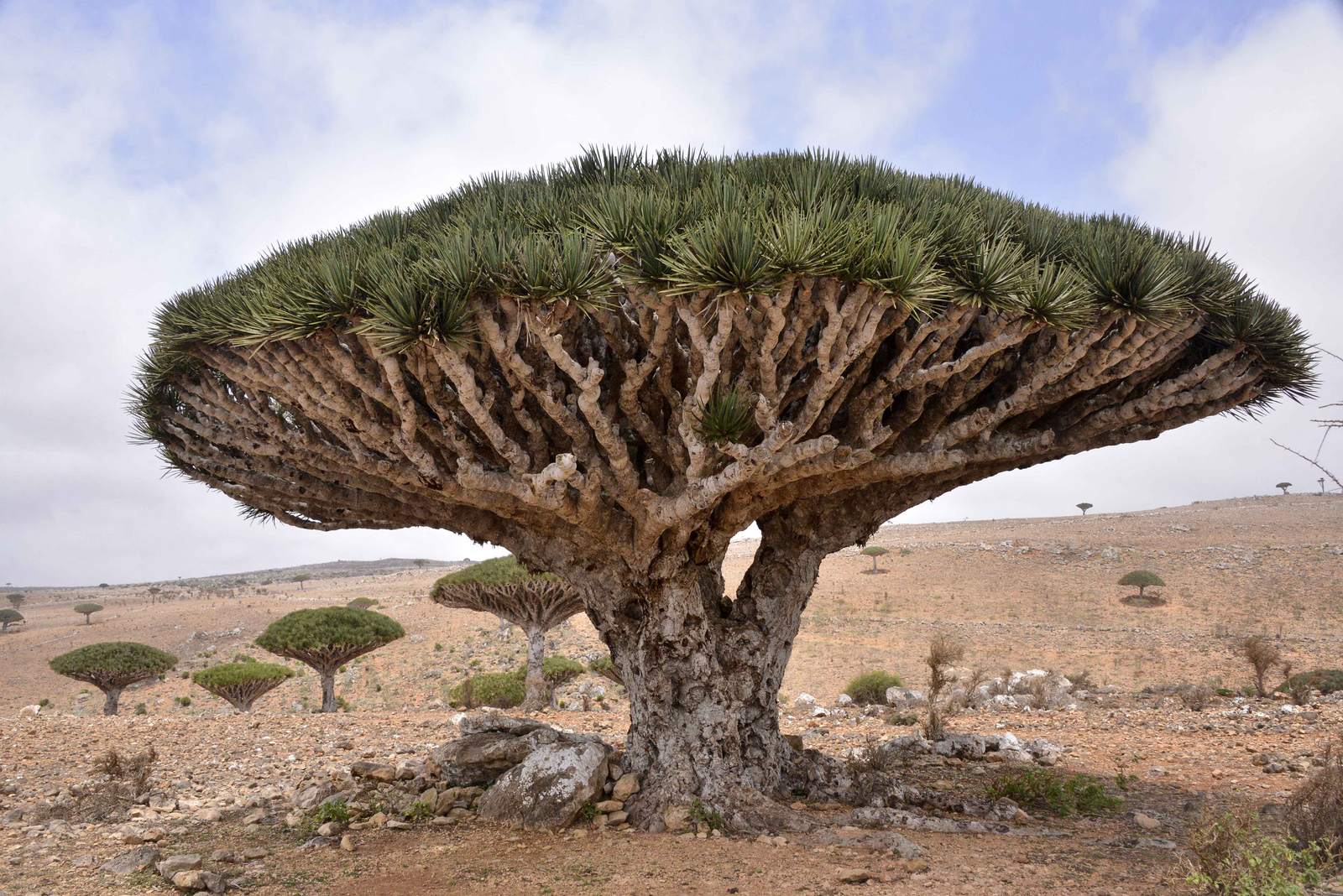 socotra Dragons Blood Tree at Socotra Island, Yemen