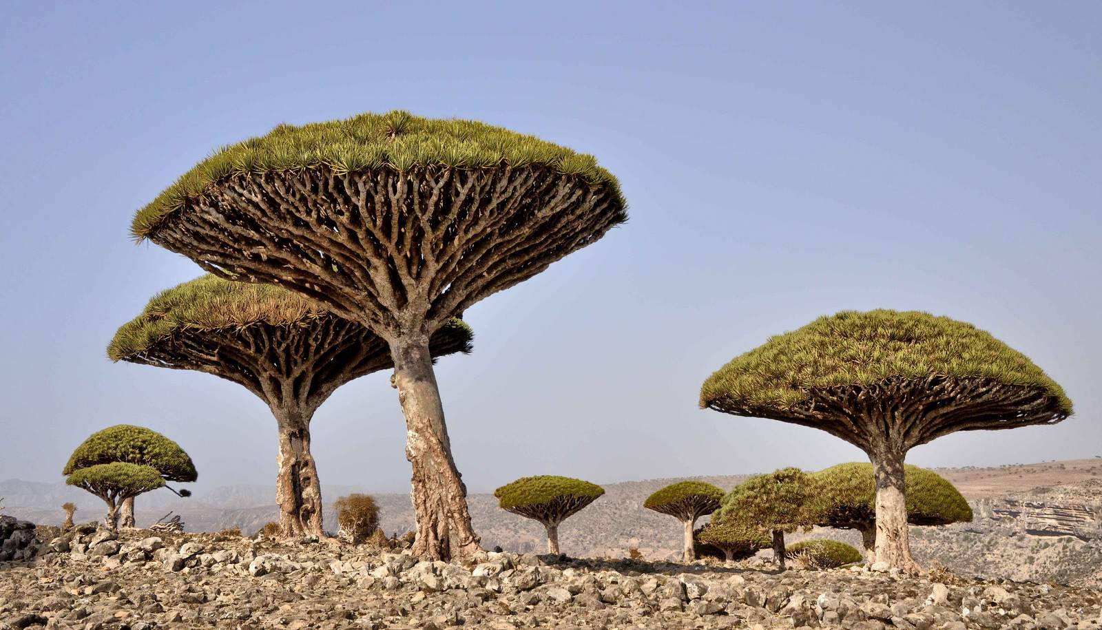 socotra1 Dragons Blood Tree at Socotra Island, Yemen
