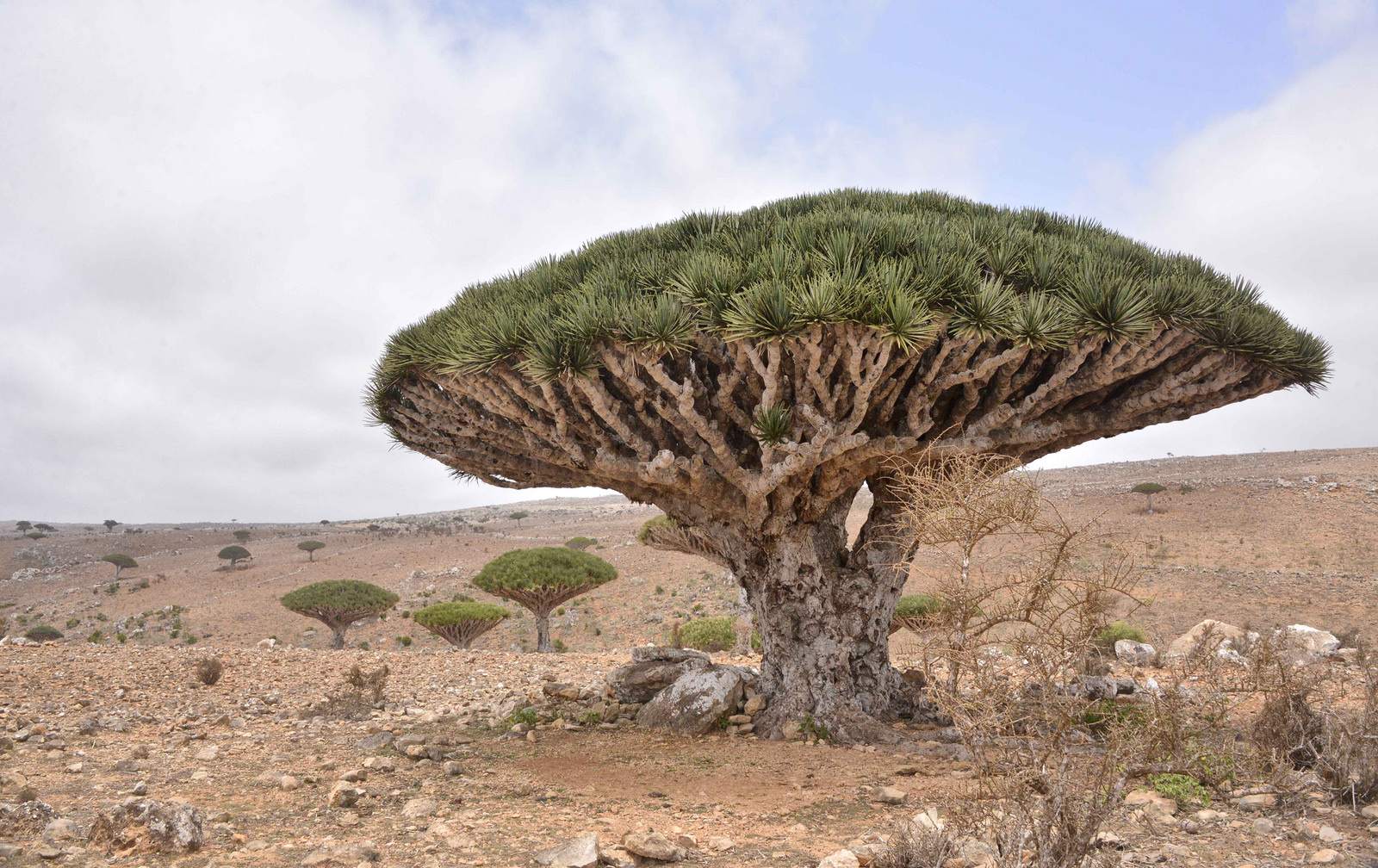 socotra2 Dragons Blood Tree at Socotra Island, Yemen