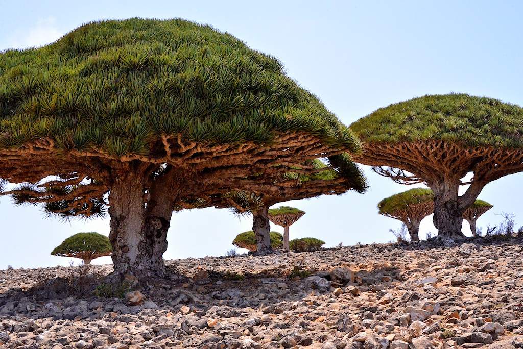 socotra3 Dragons Blood Tree at Socotra Island, Yemen