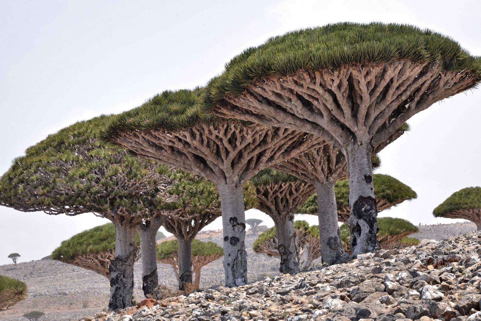 socotra4 Dragons Blood Tree at Socotra Island, Yemen