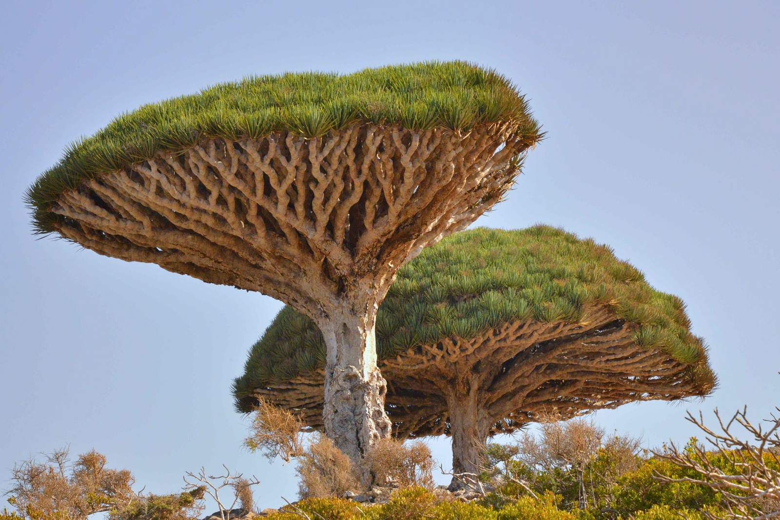 socotra6 Dragons Blood Tree at Socotra Island, Yemen