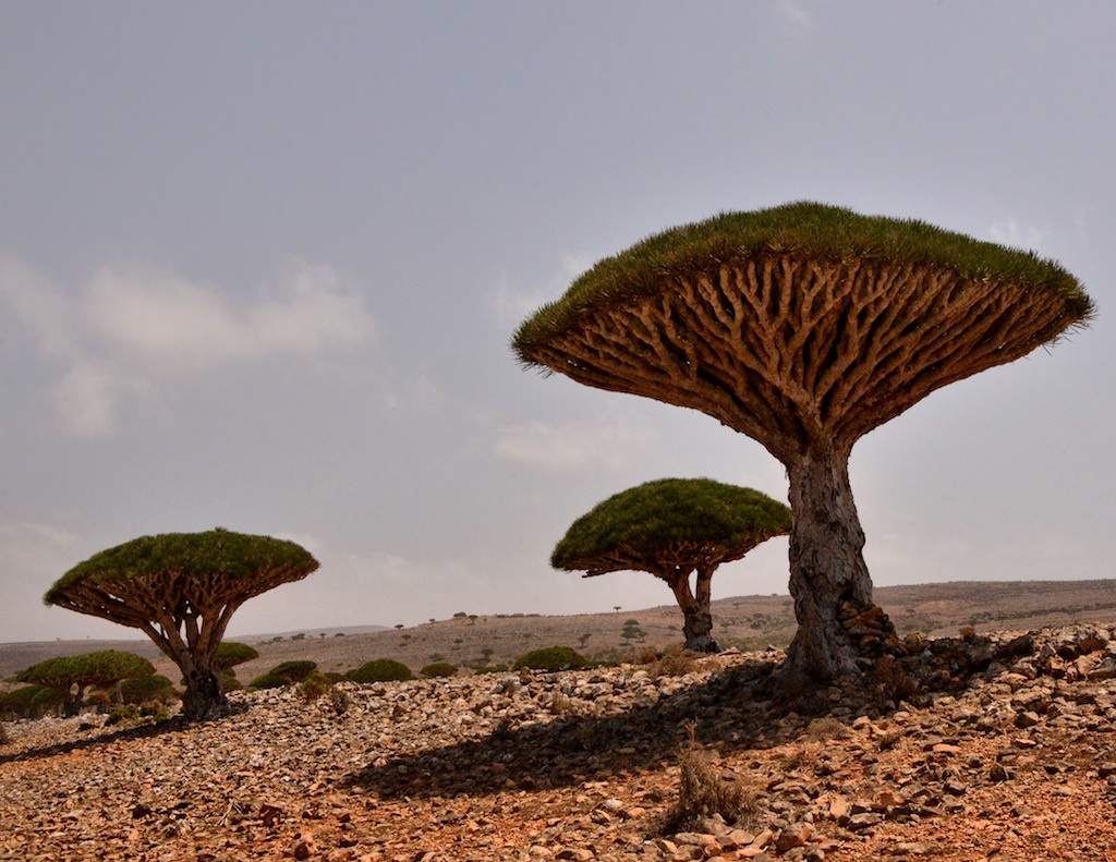 socotra7 Dragons Blood Tree at Socotra Island, Yemen