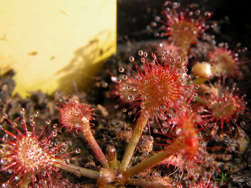 drosera Drosera Oblanceolata Carnivorous Plant