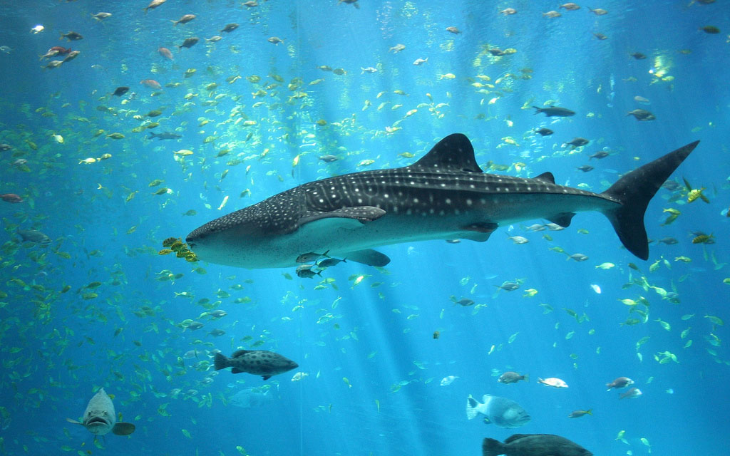 whale shark Whale Shark The Worlds Biggest Fish