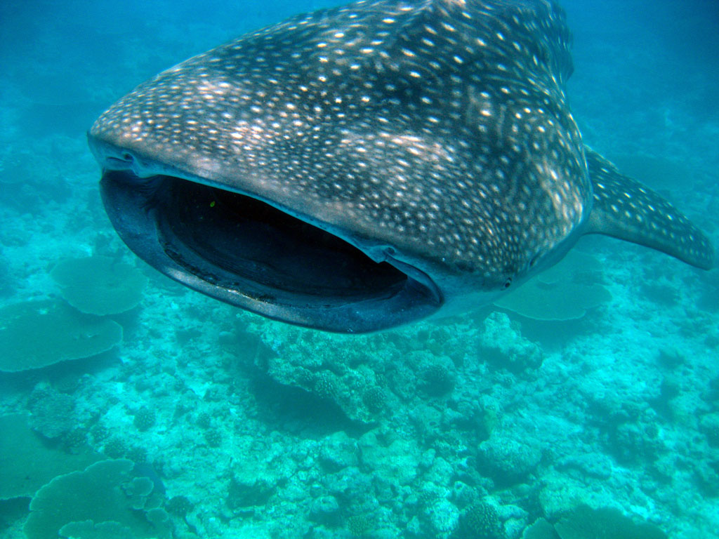 Whale Shark The Worlds Biggest Fish