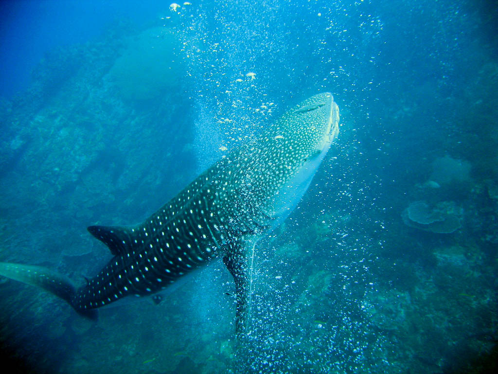 whale shark5 Whale Shark The Worlds Biggest Fish