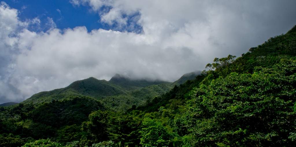 puerto rico el yunque1 El Yunque Rain Forest in Puerto Rico