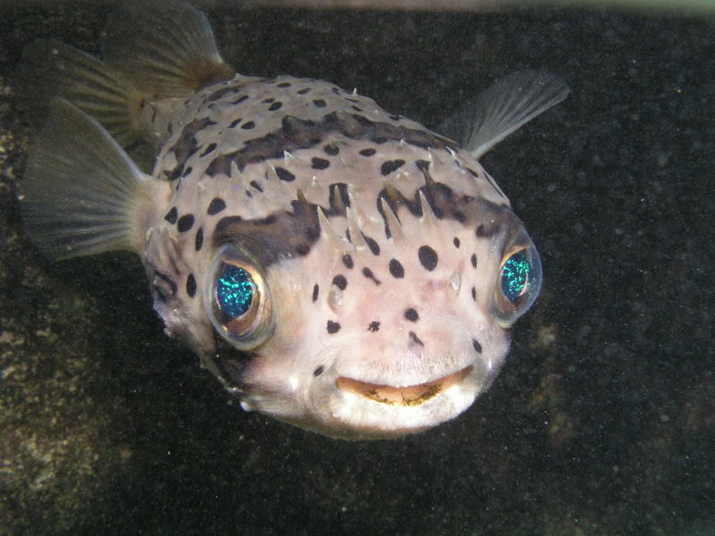 puffer fish13 Pufferfish Aka Fugu   Fish That Can Kill You