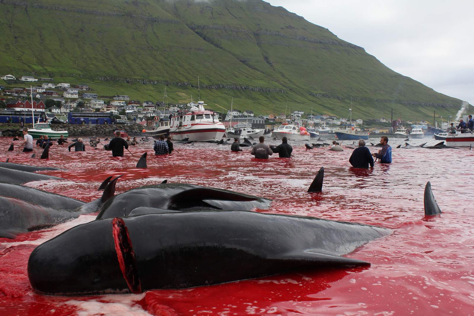 whaling3 Whale Drive at Faroe Islands