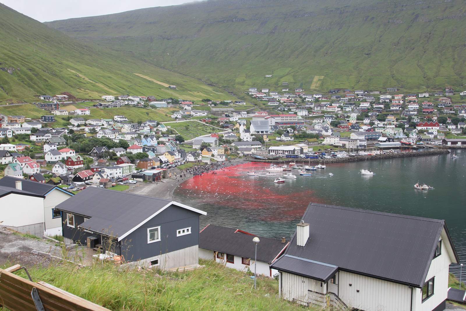 whaling6 Whale Drive at Faroe Islands
