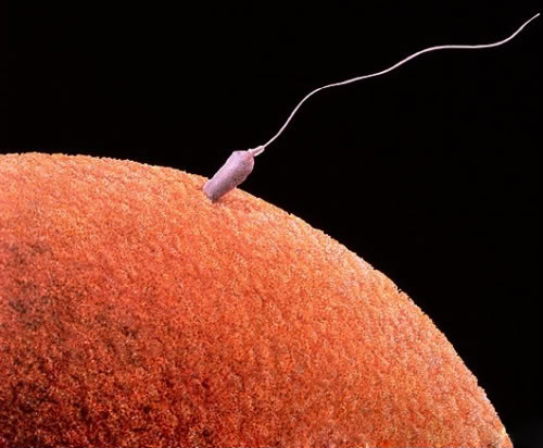 sperm motility Get Pregnant of Partners Lazy Sperm