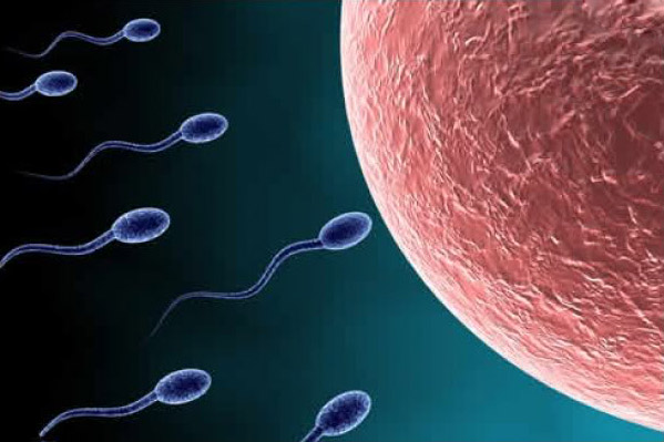 sperm motility3 Get Pregnant of Partners Lazy Sperm
