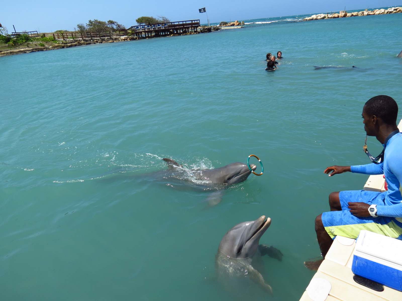 dolphins cove jamaica Swimming with Dolphins in Jamaica
