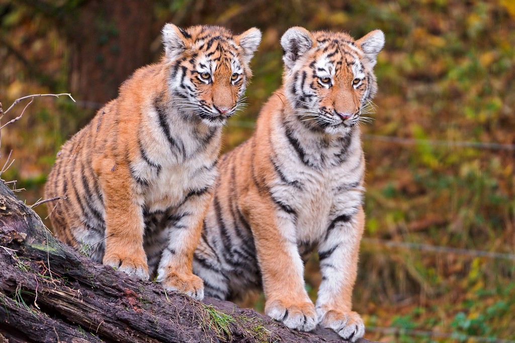 tiger cubs Adorable Siberian Tiger Cubs