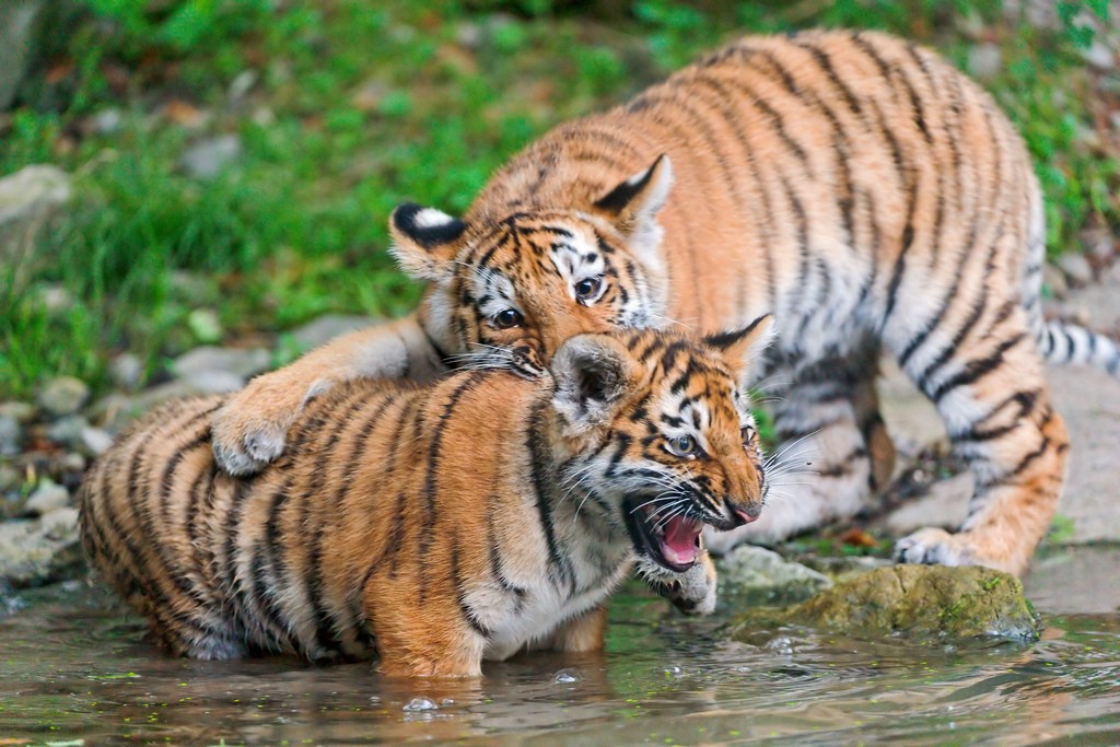 tiger cubs1 Adorable Siberian Tiger Cubs