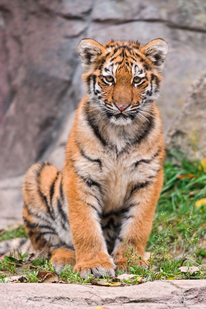 tiger cubs10 Adorable Siberian Tiger Cubs