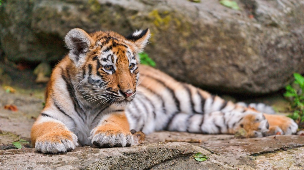 tiger cubs11 Adorable Siberian Tiger Cubs