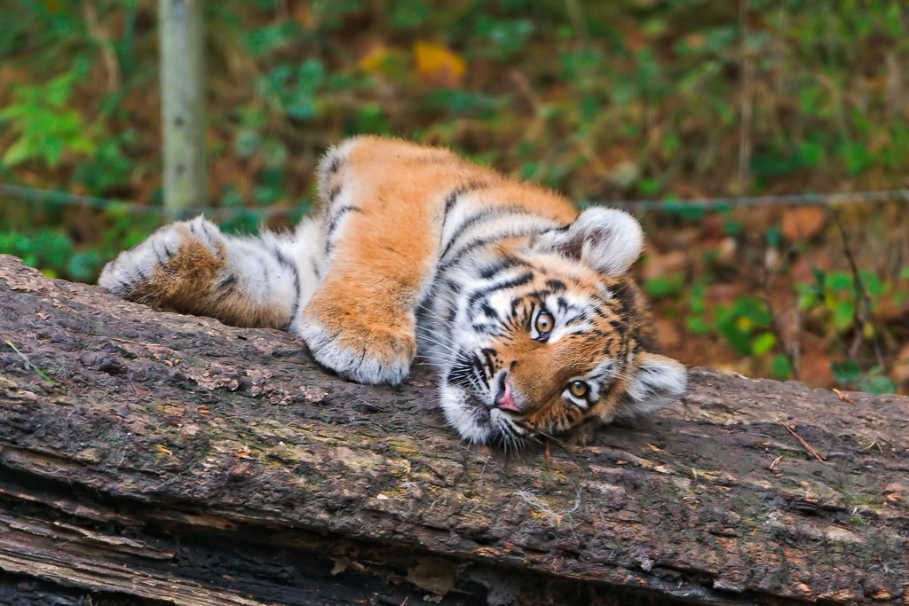 tiger cubs12 Adorable Siberian Tiger Cubs
