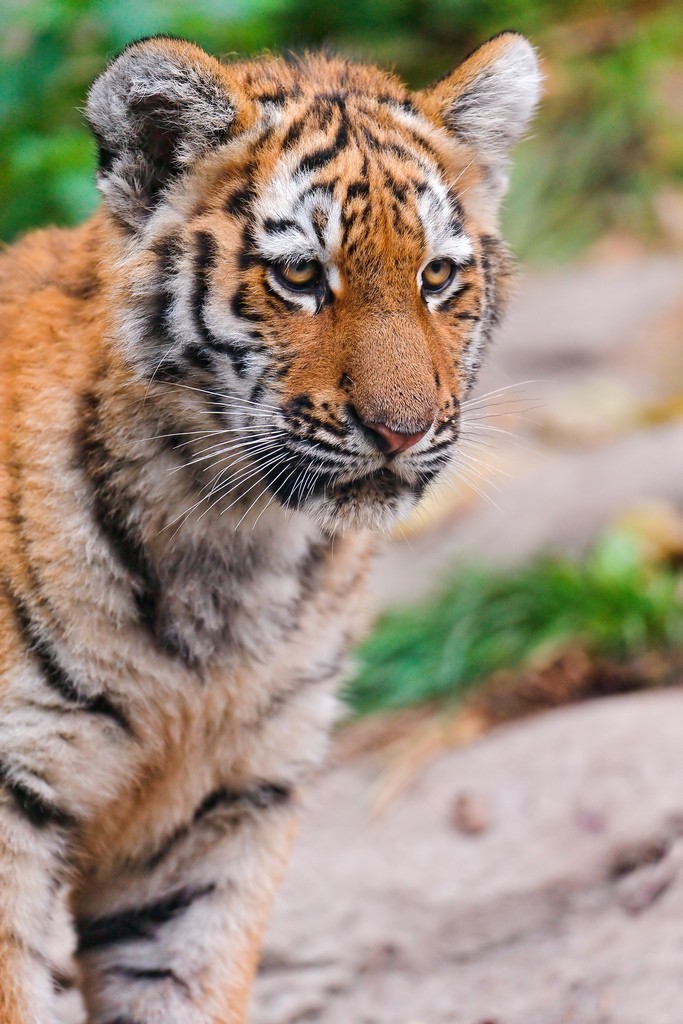 tiger cubs13 Adorable Siberian Tiger Cubs
