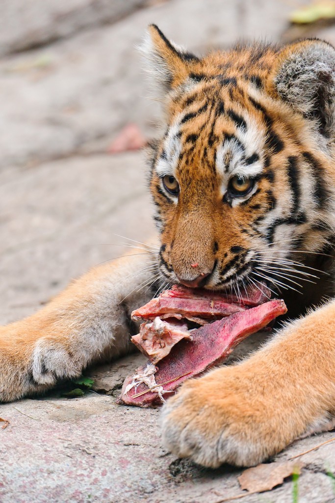 tiger cubs14 Adorable Siberian Tiger Cubs