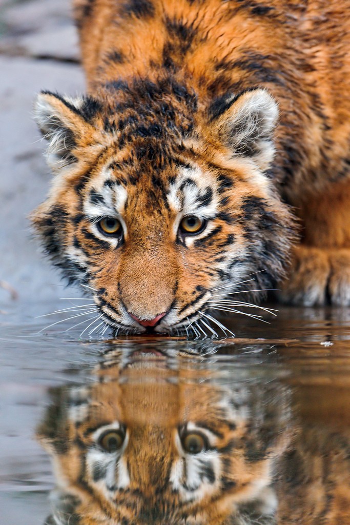 tiger cubs15 Adorable Siberian Tiger Cubs