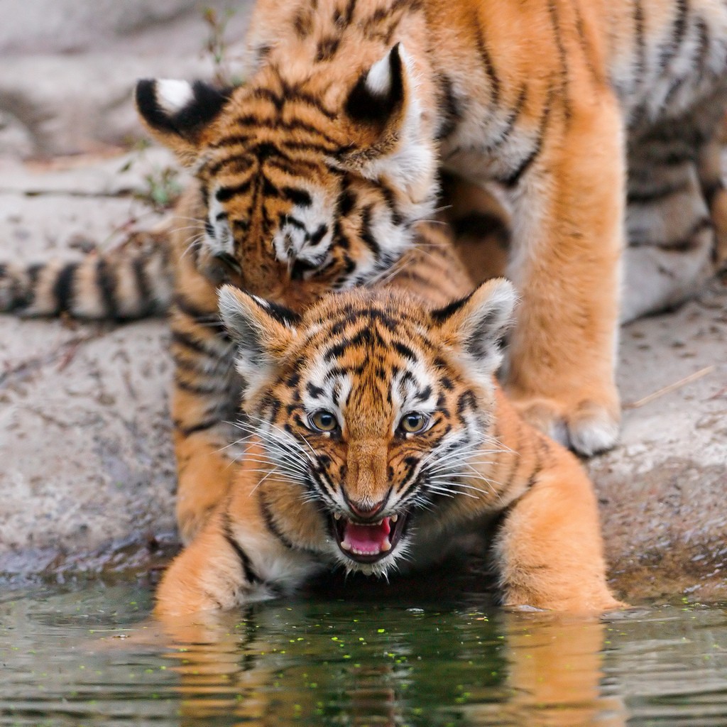 tiger cubs3 Adorable Siberian Tiger Cubs