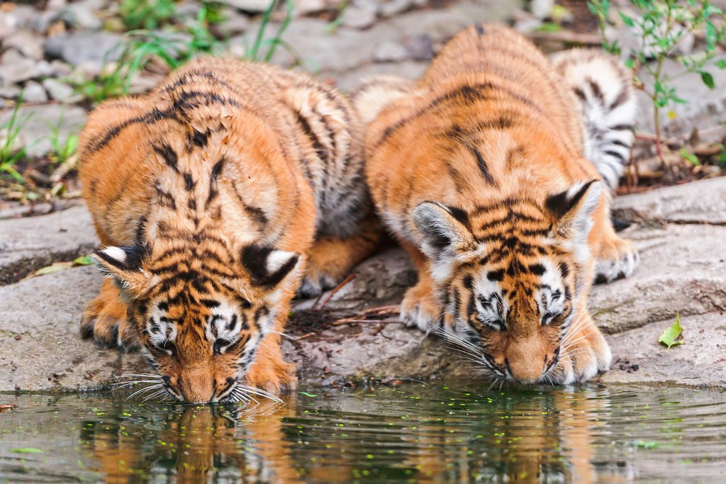 tiger cubs4 Adorable Siberian Tiger Cubs