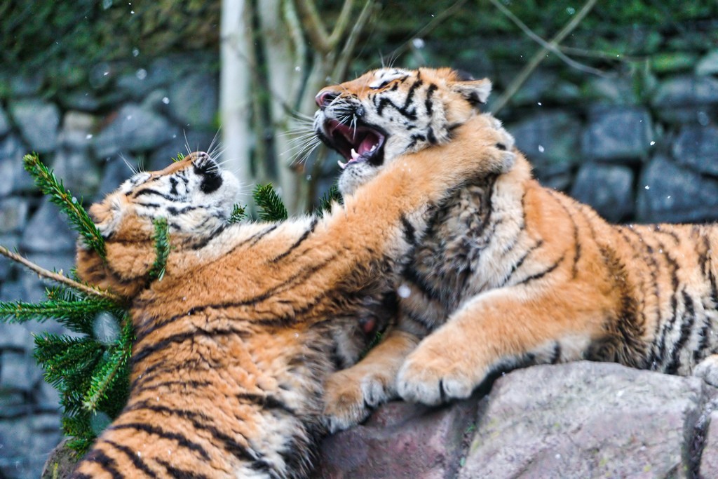 tiger cubs5 Adorable Siberian Tiger Cubs