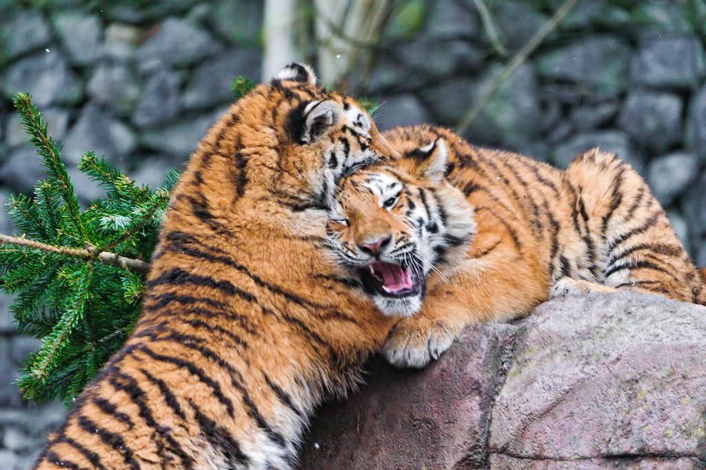 tiger cubs6 Adorable Siberian Tiger Cubs