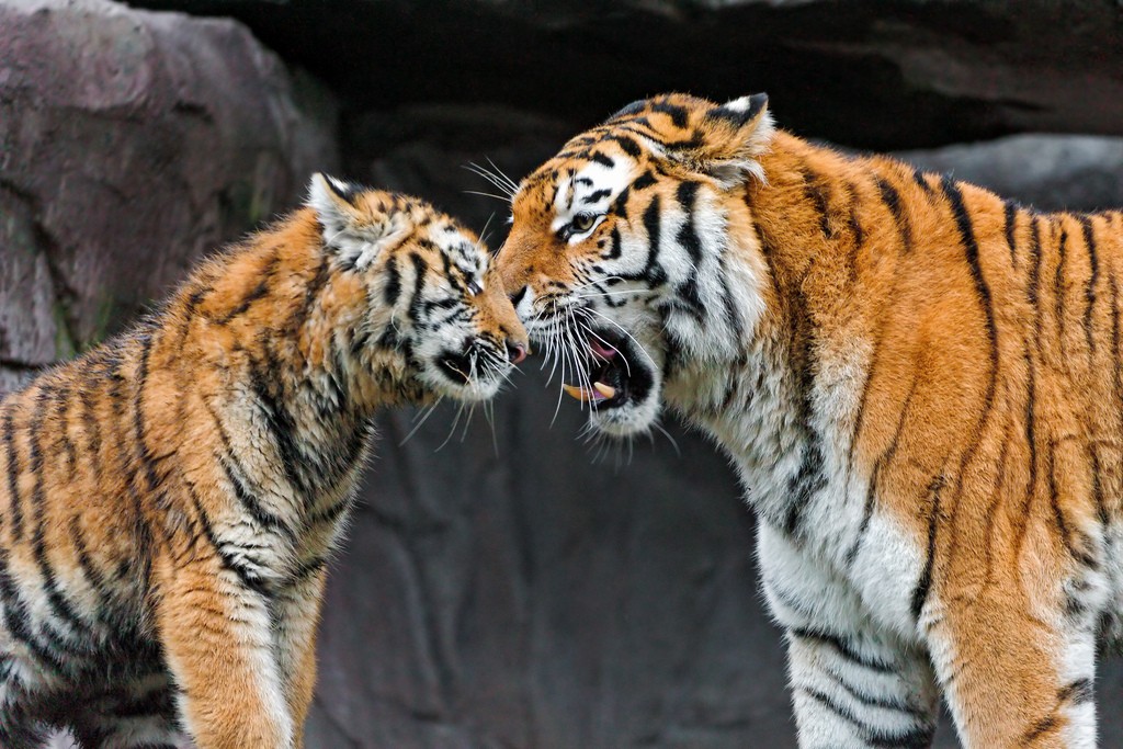 tiger cubs8 Adorable Siberian Tiger Cubs