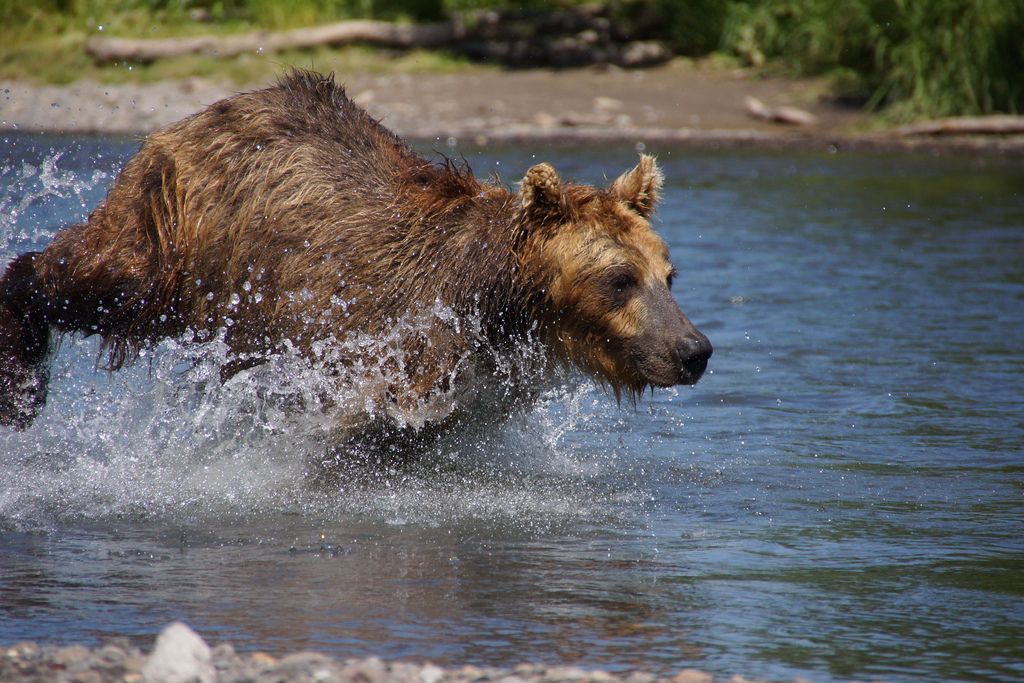 brown bear Bear Fishing Near Kurilskoye Lake in Kamchatka