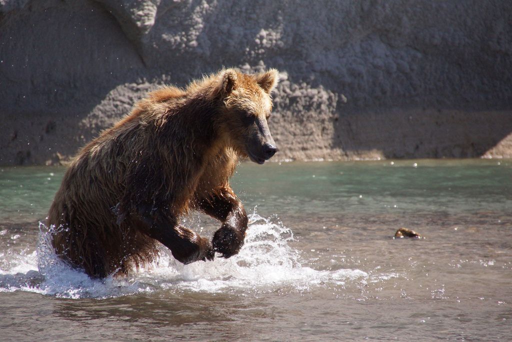 brown bear1 Bear Fishing Near Kurilskoye Lake in Kamchatka
