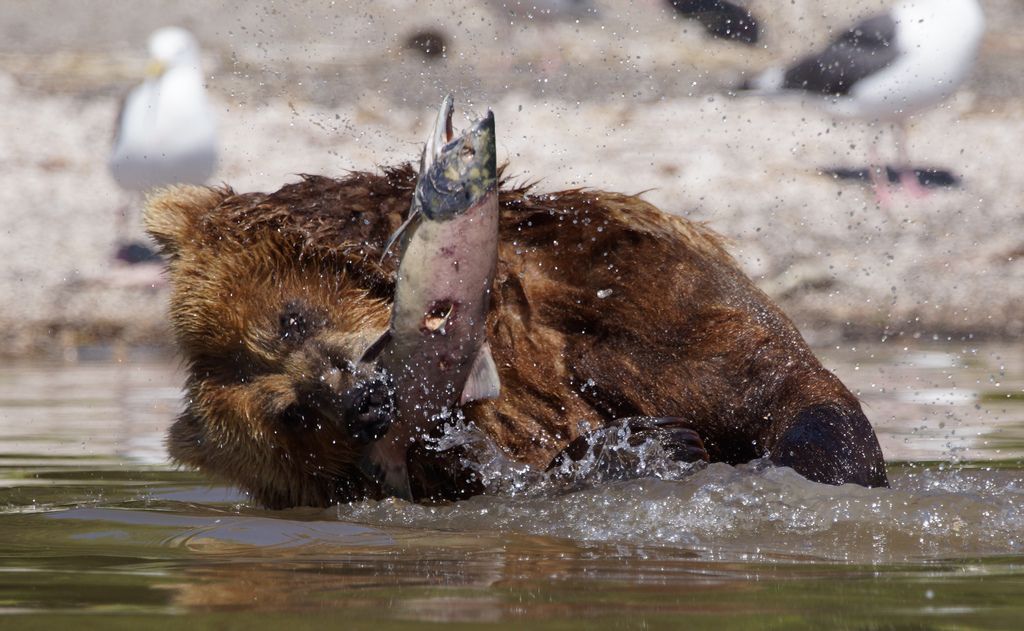 brown bear2 Bear Fishing Near Kurilskoye Lake in Kamchatka