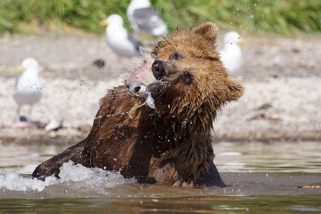 brown bear3 Bear Fishing Near Kurilskoye Lake in Kamchatka