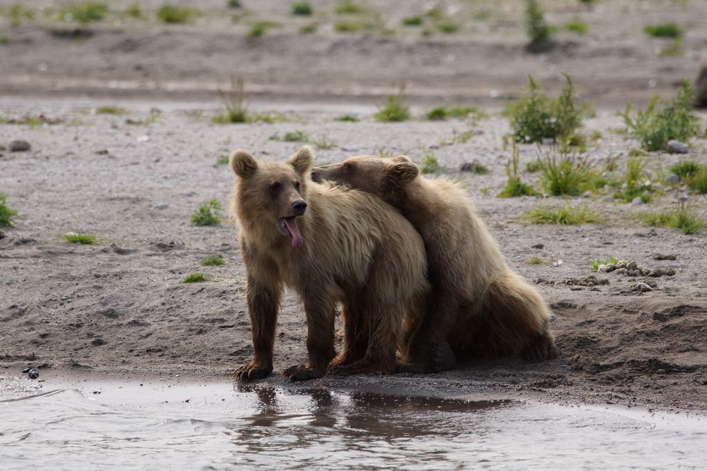 brown bear5 Bear Fishing Near Kurilskoye Lake in Kamchatka