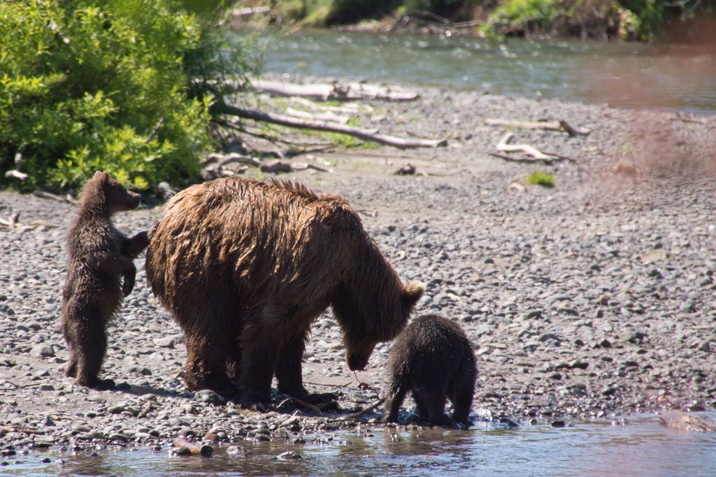 brown bear6 Bear Fishing Near Kurilskoye Lake in Kamchatka