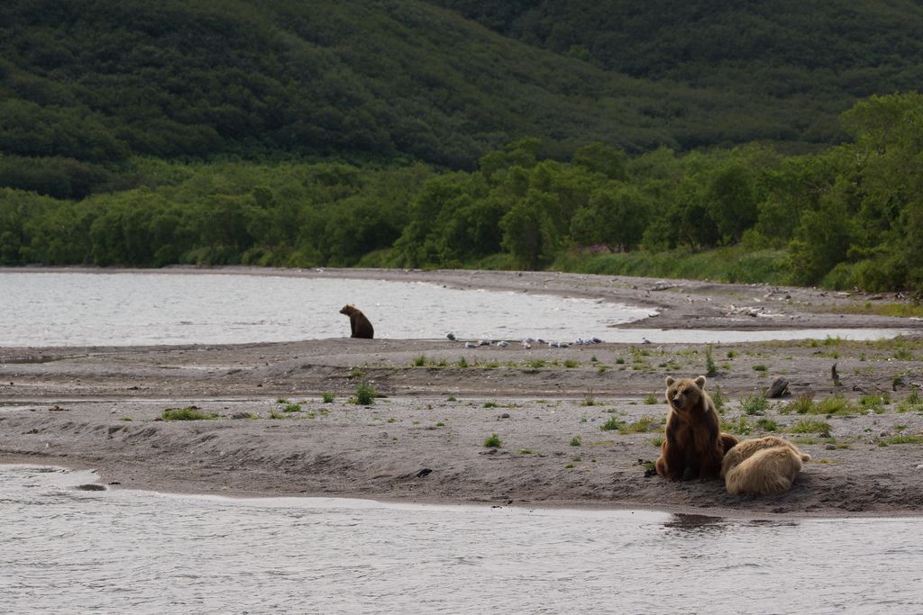 brown bear7 Bear Fishing Near Kurilskoye Lake in Kamchatka