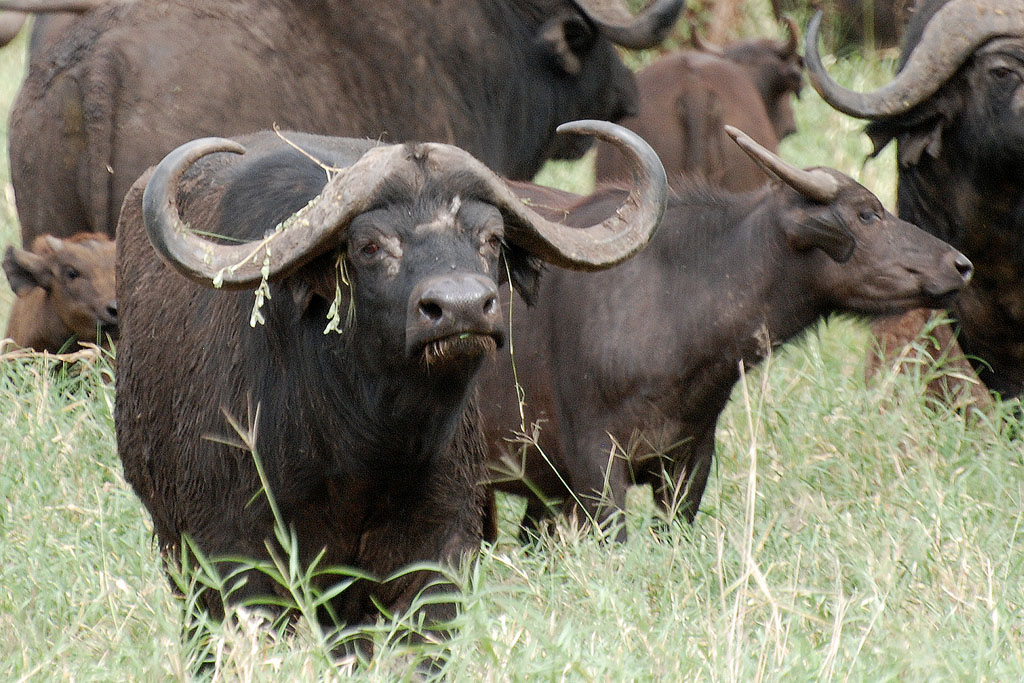 cape buffalo Cape Buffalo   Half a Ton of Pot Roasts