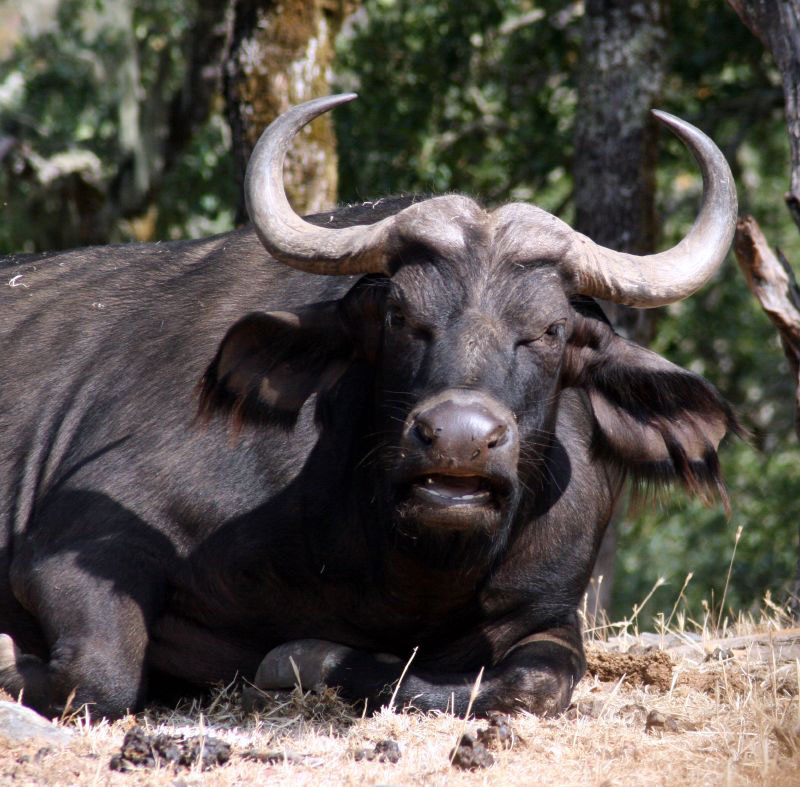 cape buffalo5 Cape Buffalo   Half a Ton of Pot Roasts