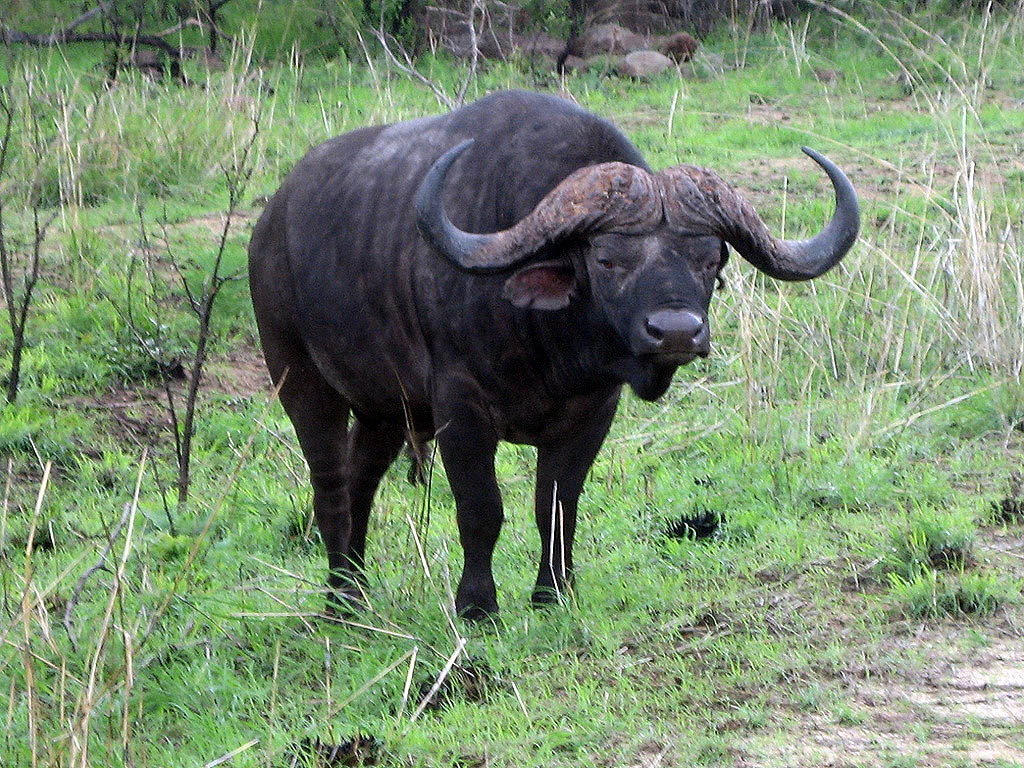 cape buffalo9 Cape Buffalo   Half a Ton of Pot Roasts