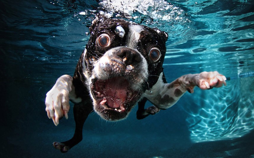 cute dog Cute Dogs Underwater by Seth Casteel