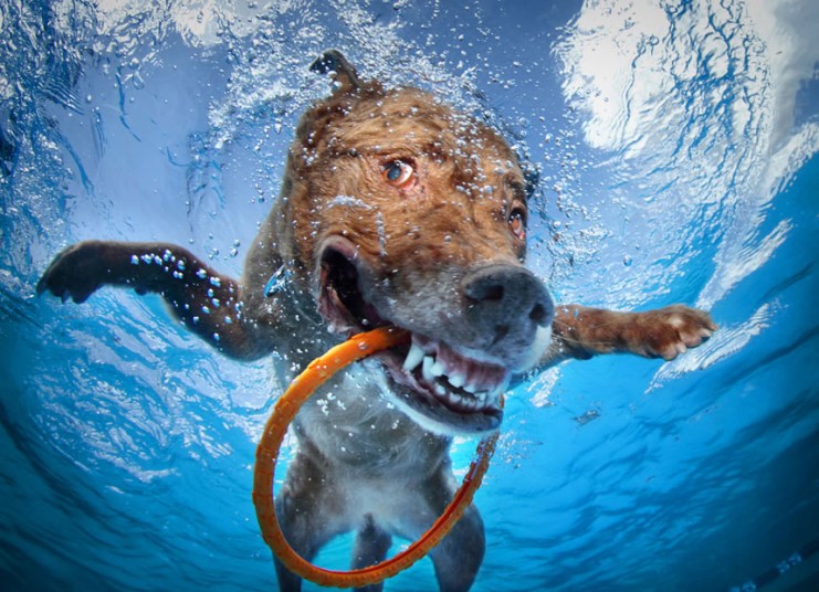 cute dog1 Cute Dogs Underwater by Seth Casteel
