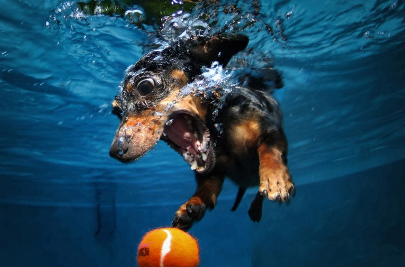cute dog2 Cute Dogs Underwater by Seth Casteel