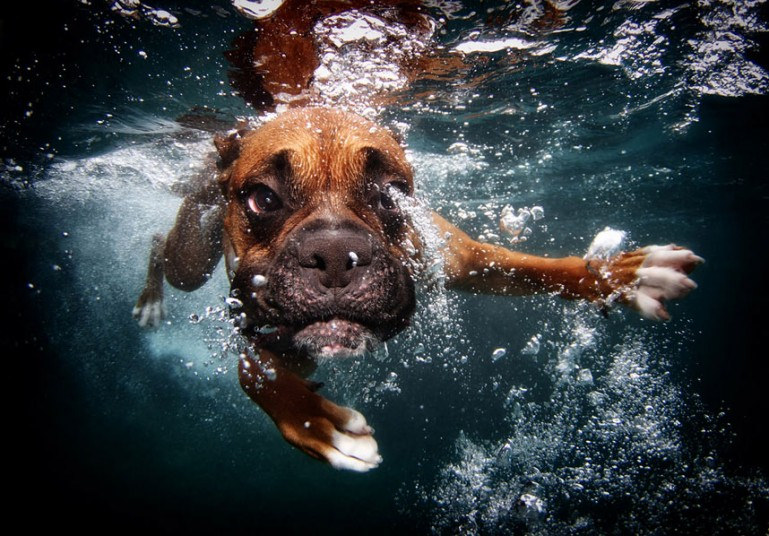 cute dog3 Cute Dogs Underwater by Seth Casteel
