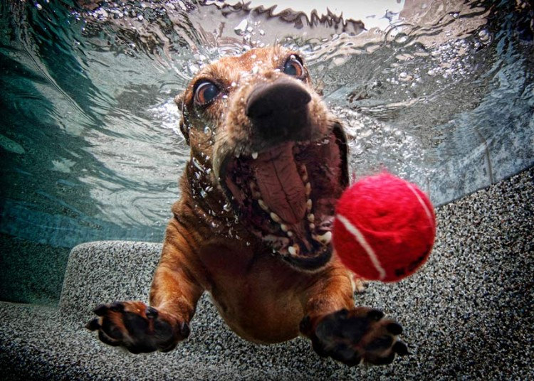 cute dog4 Cute Dogs Underwater by Seth Casteel