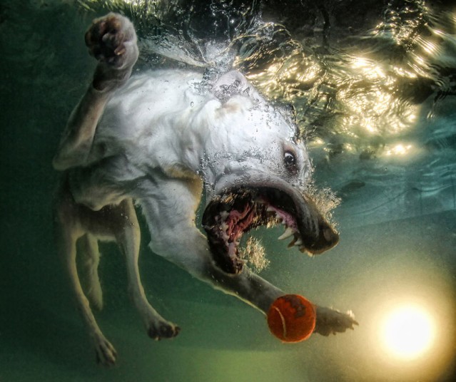 cute dog6 Cute Dogs Underwater by Seth Casteel