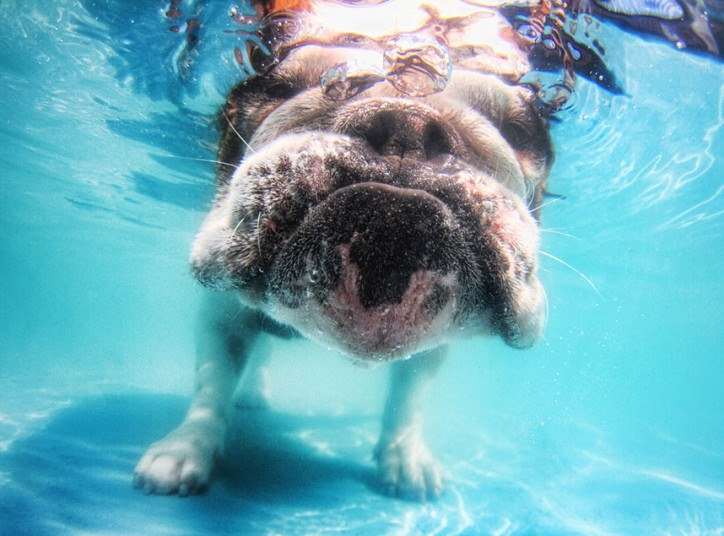 cute dog8 Cute Dogs Underwater by Seth Casteel