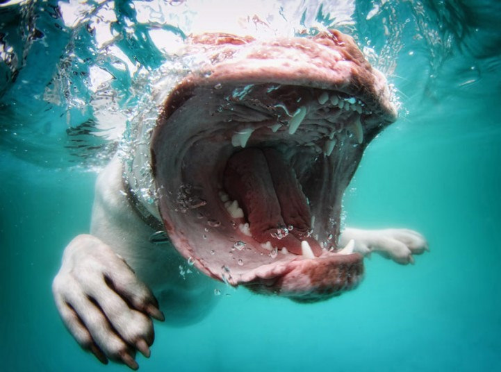 cute dog9 Cute Dogs Underwater by Seth Casteel